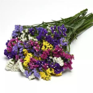 limonium_qis_pale_blue.jpg